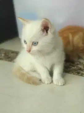 Persia mix putih