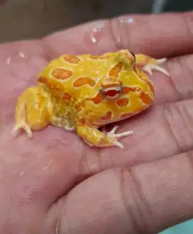 Kodok Pacman Albino