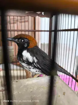 Burung Anis Kembang Gacor minus Katarak sebelah