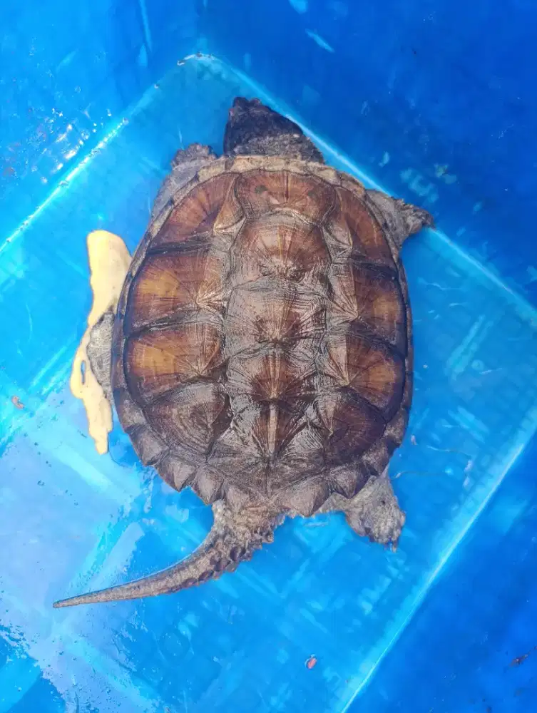 Cst size 21 lok bintaro