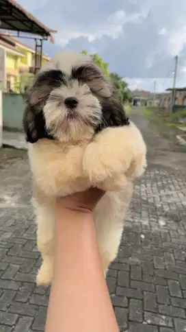 Shihtzu Jantan usia 3 bulan