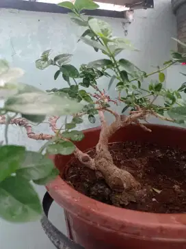 Pohon Bonsai indah