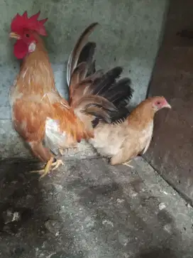 Jual ayam Kate sepasang