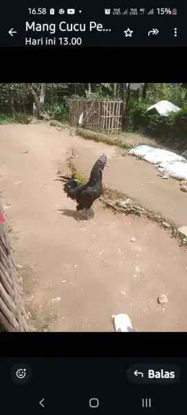 Ayam Cemani Jantan