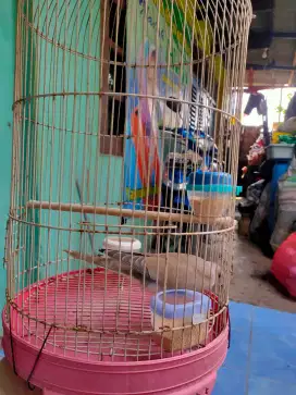 Burung Puter pelung jantan