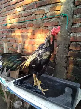 Ayam birkok (birma bangkok) hasil silangan