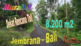 Freehold Land for Sale 82 Are in Gumbrih Pekutatan