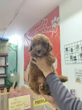 Toy Poodle Stambum