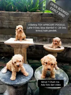 BETINA TOY APRICORT POODLE