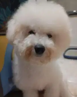 Pejantan Tangguh Mini Bichon Frise