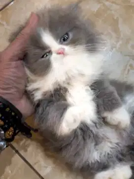 KITTEN JANTAN PERSIA LUCU DAN TERAWAT