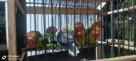 Lovebird anakan