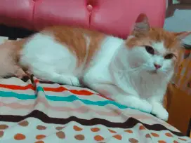 La kucing persia jantan