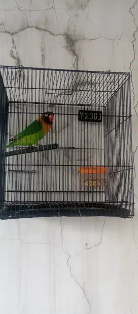 Lovebird + kandang