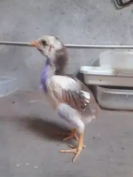 Anak Ayam Ekor Lidi usia 2 minggu