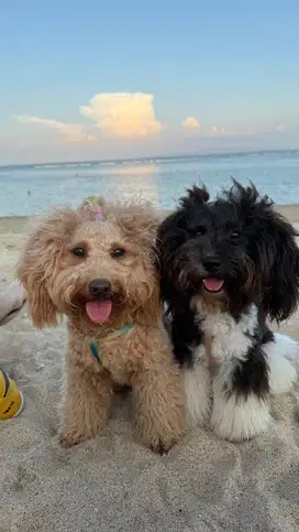 2 Anjing Poodles Perempuan