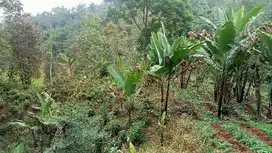 Tanah Kebun Murah, Lt. 6400 m, Darangdan Pwk.