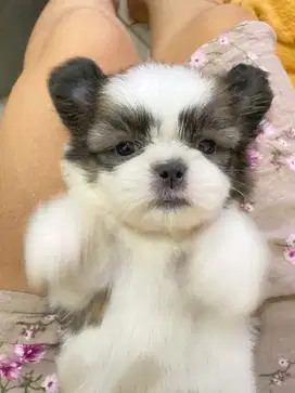 Shitzu puppies jantan