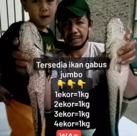 Jual COD ikan gabus hidup Bandung kota grosir dan eceran