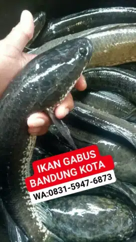 Jual COD ikan gabus Bandung kota grosir dan eceran