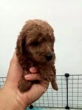 Anakan Poodle 2 bulan