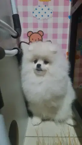 Anjing supermini pomeranian