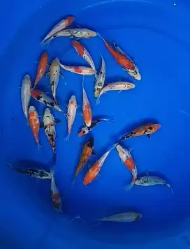 Jual koi 9-11 cm 30 ekor