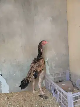 3 ekor ayam shamo eropa