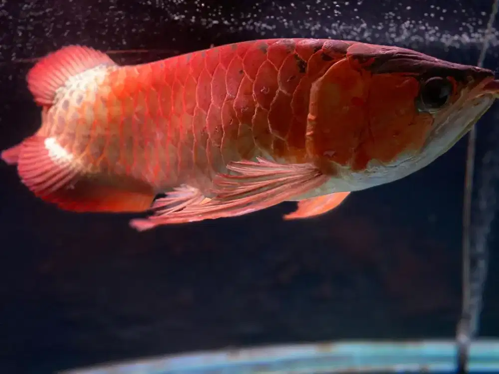 Arwana Super Red ITL Rare