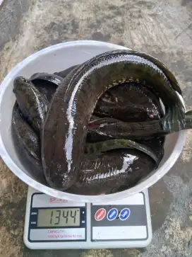 Jual COD ikan gabus hidup Bandung kota grosir dan eceran