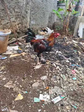 Ayam jago kampung