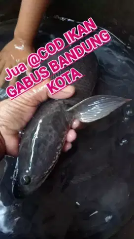 Jual COD ikan gabus hidup Bandung