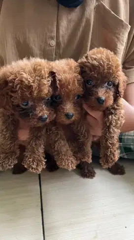 RED TOY POODLE 1 DES 2024