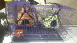 Jual cepat sepasang sugarglider + fullset kandang