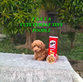 Cute Tiny Red Toy Poodle Betina Kaki Pendek