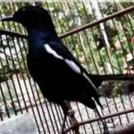 Burung kacer dada hitam