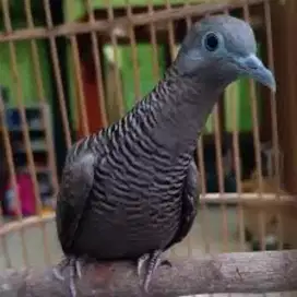 Perkutut cemani