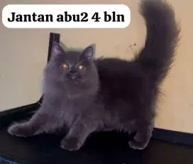 Kucing ras persia kitten jantam 5 bln