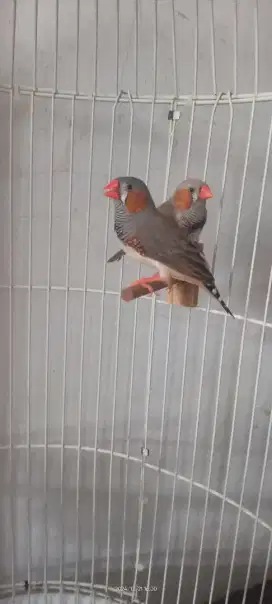 zebra finch ausie