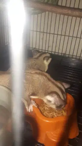 Sepasang Sugar Glider + kandang fullset