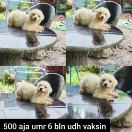 Serba 500 an udh vaksin semua