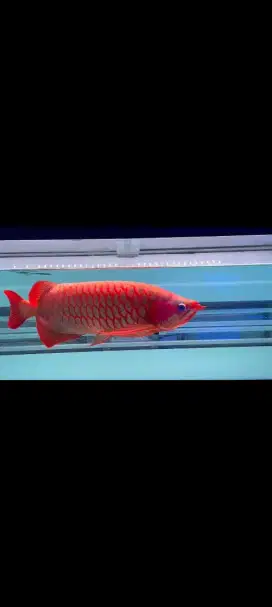 IKAN AROWANA SUPER RED