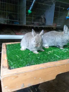 Kelinci hias Netherland dwarft