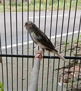 Burung kenari gacor panda