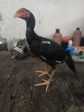 Ayam laki koyngon anum