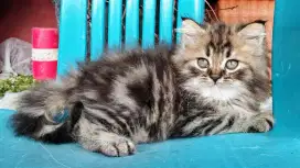 Kucing persia kitten