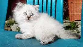 Kucing persia kiten