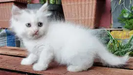 Kucing persia kitten