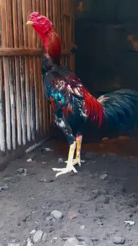 Ayam bangkok jogjakarta