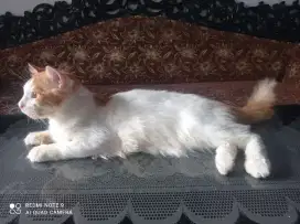 Kucing Persia mix maincoone dewasa